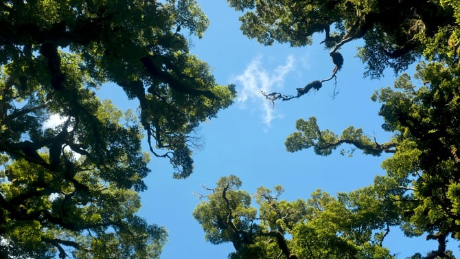 Zip Line Tours