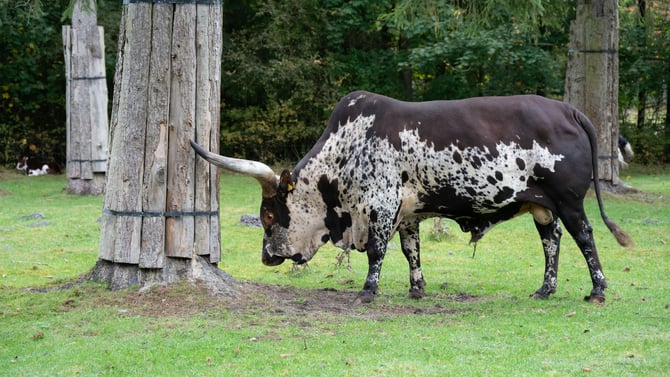 North Georgia Zoo and Farm
